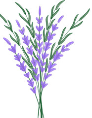 Fototapeta na wymiar bunch of lavender flowers