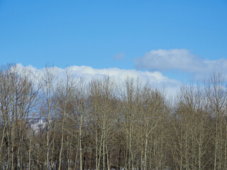 冬の北海道の旭川市の郊外の街の雪風景