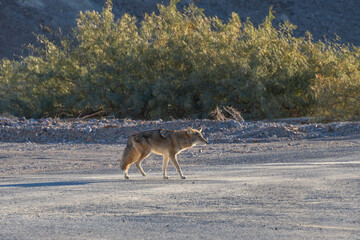 Fototapeta premium Coyote in the desert 