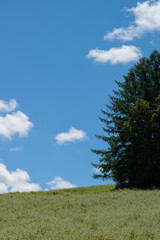丘の上の緑の松林と青空
