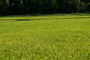 Obraz premium 穂が色づき始めた緑の稲田 