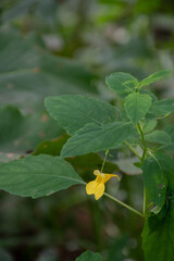 林の中の黄色いツリフネソウ
