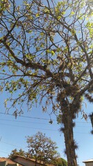 Tree old nature city