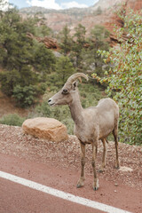 Ram on the Road Horizontal