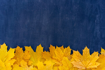 Autumn leaves frame on down side blue Chalkboard background top view Fall Border yellow maple...