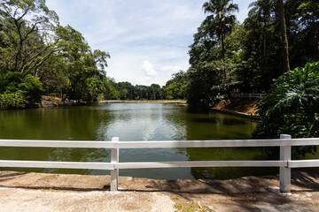 SÃO PAULO, SP, BRAZIL - FEBRUARY 10, 2024: The tranquility of Alberto Lofgren State Park, better known as Horto Florestal (Forest Garden).