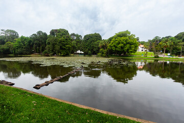 Fototapeta na wymiar SÃO PAULO, SP, BRAZIL - FEBRUARY 03, 2024: Wide-angle lake with turtles and aquatic plants in Alberto Lofgren State Park, better known as Horto Florestal (Forest Garden).