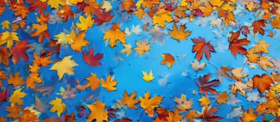 A group of autumn leaves float gracefully on a calm blue surface from an overhead perspective. The leaves create a striking contrast against the serene blue backdrop.