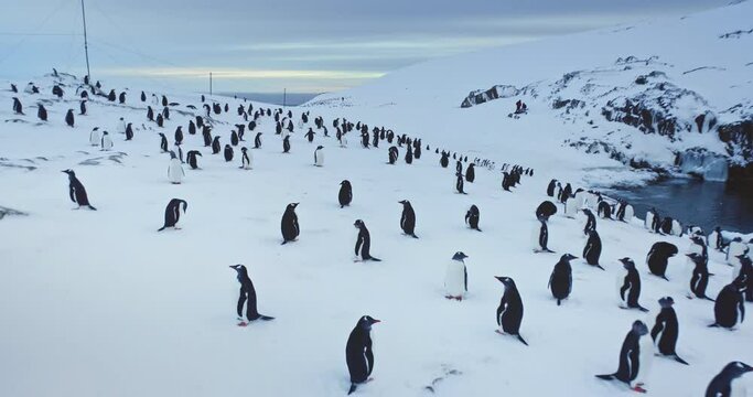 Gentoo penguins stand on ice hill in Antarctica. South Pole bird colony rest on snow. Winter arctic wildlife animal behavior, close up aerial drone flight footage. Beauty of wild untouched nature