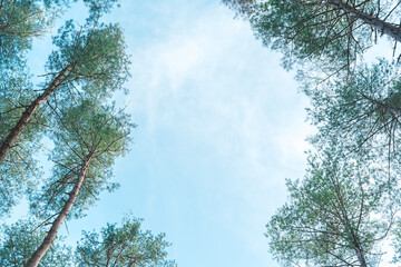 キャンプ場林間サイトの空の背景素材
