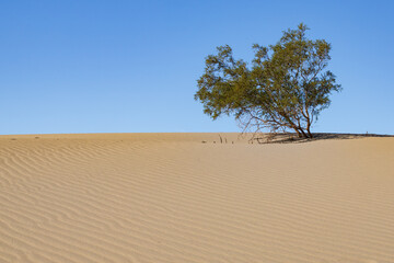 Tree on a sand dune at Mesquite Flat Sand Dunes, Death Valley National Park, California