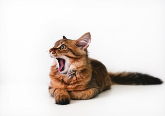 Banner with pretty cute kitten  on  white  background with copy space. Tabby cat. Funny pets. Surprise, shock, open mouth