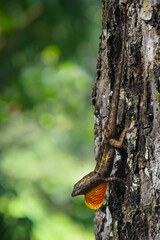 Brown Anole (Anolis Sagrei) With It's Dewlap