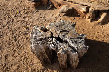 Teak Driftwood Tree Trunk on a Sand Beach in Hawaii.