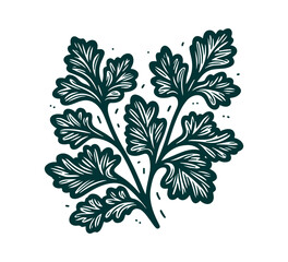 parsley hand drawn illustration asset vector