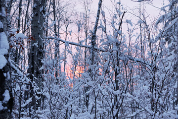 Pink and orange sunrise among snowy trees in the winter forest.