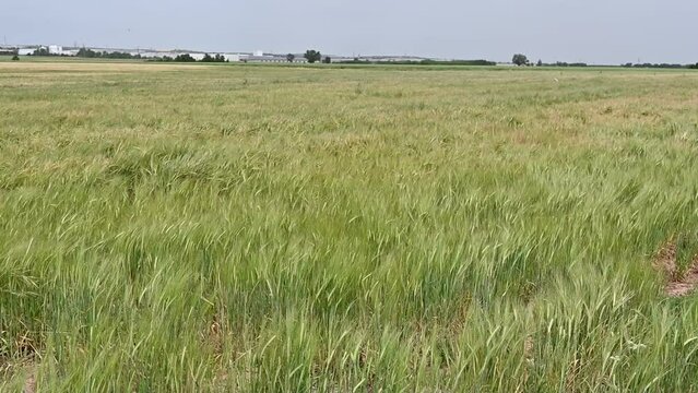 Barley crop field in a windy day. Cereal growth for brewing industry.