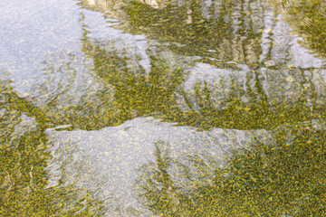 Reflection of trees in the water of a river. Abstract background