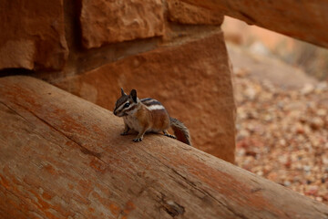 squirrel on a rock