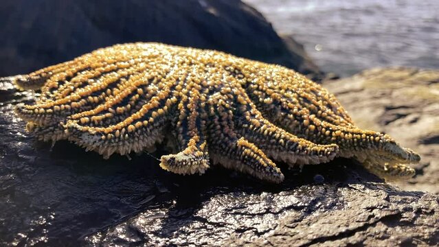 Sol de mar movi&eacute;ndose 