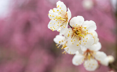 梅園で咲く白梅の花
