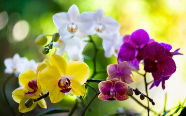  Orchid Flowers