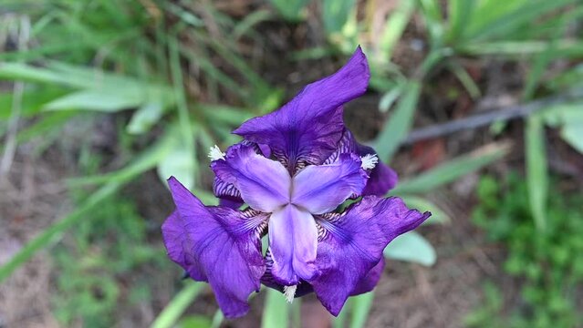 Close up of purple bearded iris (Iris Germanica) flower moved by the wind. Blooming flowers at spring.	