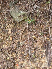 Snake camouflaged by fallen leaves and branches