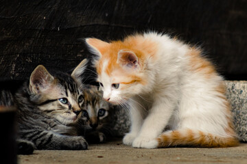  little kittens playing together on the floor in front of a wooden wall