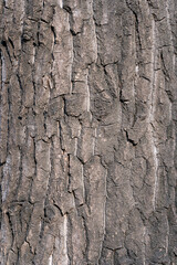 Poplar bark texture background on the tree