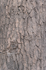 Poplar bark texture background on the tree