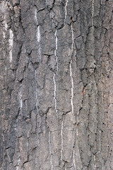 Poplar bark texture background on the tree