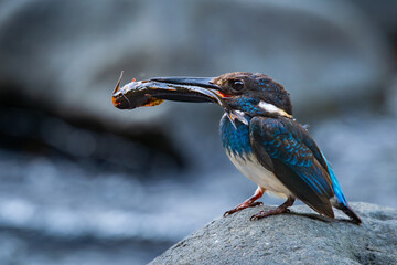 A critically endangered javan blue-banded kingfisher catching a big catfish for meal, on a small river stream, stored in its mouth, natural bokeh background	