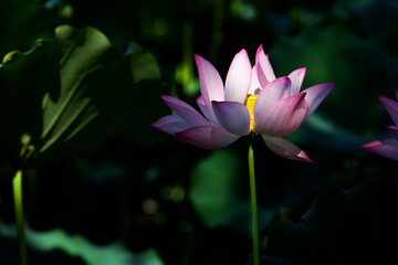 Obraz premium Pink lotus flower in a natural pond, with its petals illuminated by a ray of sunlight. Copy space