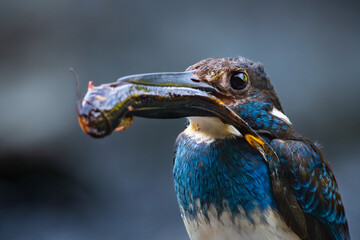 A critically endangered javan blue-banded kingfisher catching a big catfish for meal, on a small river stream, stored in its mouth, natural bokeh background	