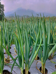 Obraz premium Closeup view of organically cultivated leek plantation in the vegetable garden. Fresh leek plants. 