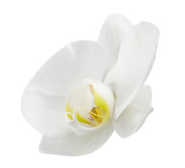 Obraz na płótnie Canvas One beautiful orchid flower isolated on white