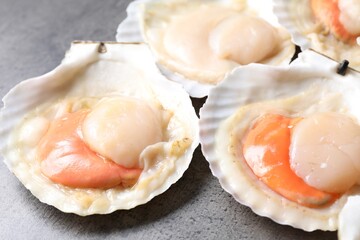 Fresh raw scallops in shells on grey table, closeup