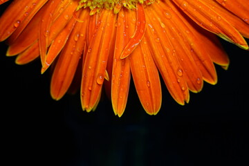 daisy cosmos flower  