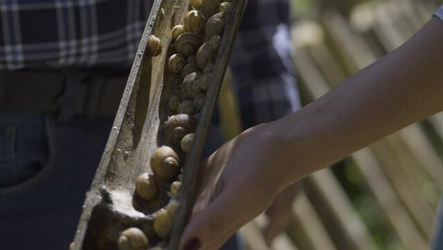 Heliciculture, escargot production in Brazil