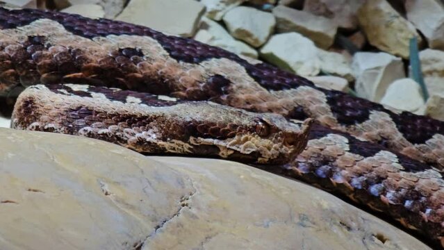 close up of a pit viper snake head crawling around rocks