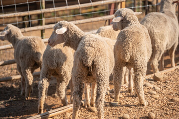 Obraz na płótnie Canvas Merino sheeps living in sheep farm. The Merino sheep is a very important and popular breed of domestic sheep.