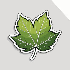 leaf isolated on white
