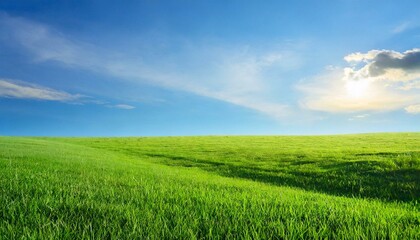 Fototapeta premium Landscape view of green grass field with blue sky background
