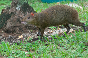 Agouti walking in a forest