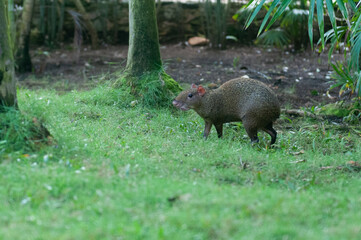 Agouti walking in a forest