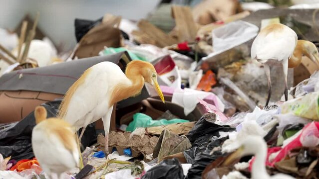 Bird feeding or scavenging in refuse heap, ecological issue and footprint