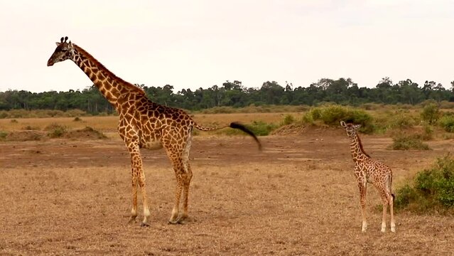 キリンの親子