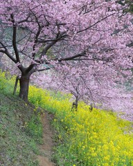 Fototapeta premium 春爛漫カラフル花花の田園風景 寒桜、菜の花綺麗で素敵です