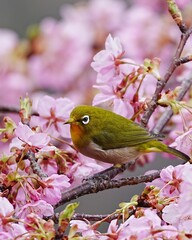 後ろボケ,美しい寒桜と可愛いメジロ